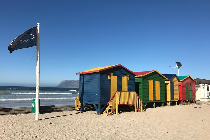 Visit African Penguins and Cape of Good Hope  - Photo 1 of 18